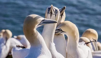 山猫布尔斯+赛贝斯绝杀篮网：一记改变赛季的巅峰瞬间