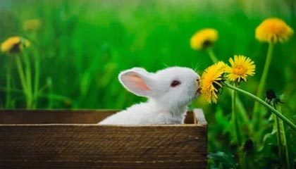 土耳其篮球职业联赛球队签下国际自由球员，掀起新赛季热潮